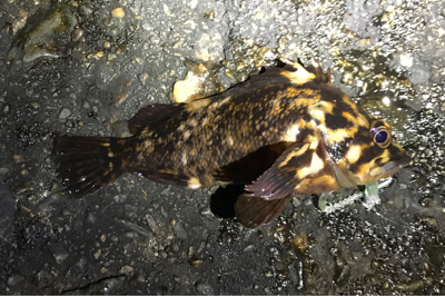 満潮時からのメバリング