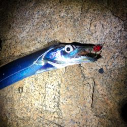 冬チニング開幕‼︎