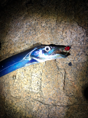 冬チニング開幕‼︎