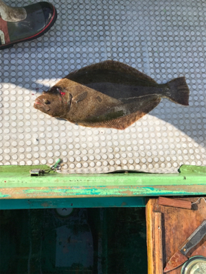 孝洋丸で落とし込み