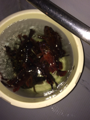 ロックフィッシュショート便