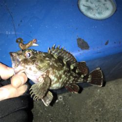 ガシラ、タケノコメバル安定の冬夜