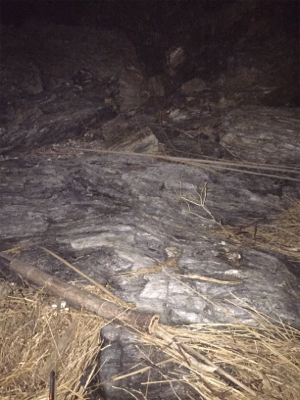 メバル狙いの外道