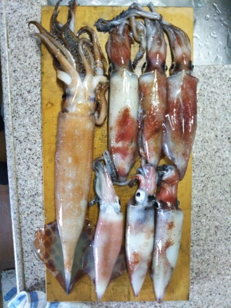 釣り納めイカメタル