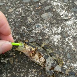 メバルとガシラとアナハゼ