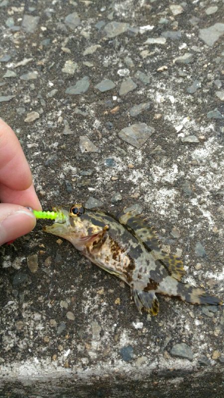 メバルとガシラとアナハゼ