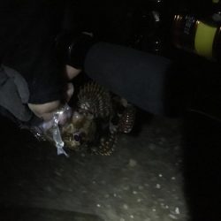 タチウオ不発、ガシラのみ