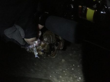 タチウオ不発、ガシラのみ