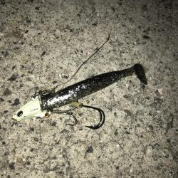 短時間でよく釣れました