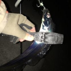 湾奥タチウオ。丁寧に探ればチャンス有り！