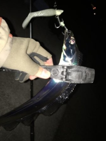 湾奥タチウオ。丁寧に探ればチャンス有り！