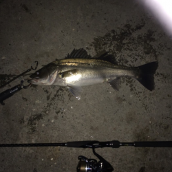 来年もまた！！！