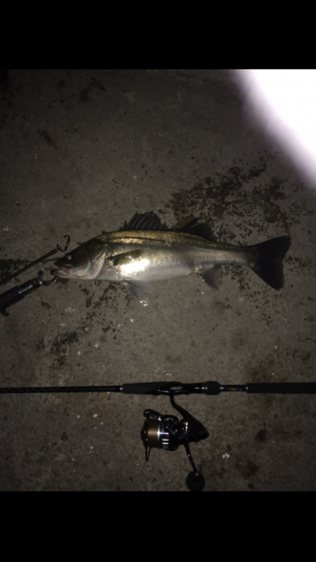 来年もまた！！！