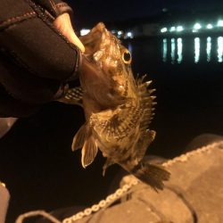 メバルくん★リベンジ！