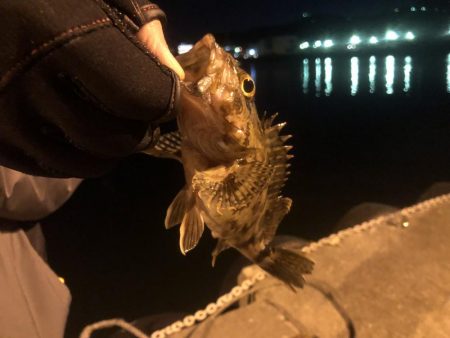 メバルくん★リベンジ！