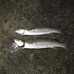 落とし込みでまさかのボラ⁈