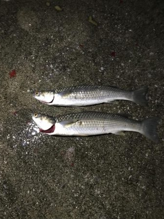 落とし込みでまさかのボラ⁈