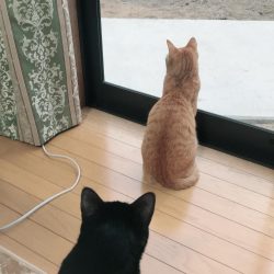 サビキでアジ釣り