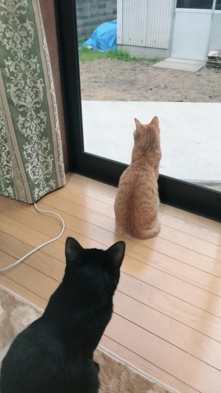 サビキでアジ釣り