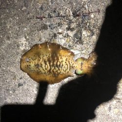 爆風釣行釣り納め