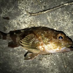 メバルいました