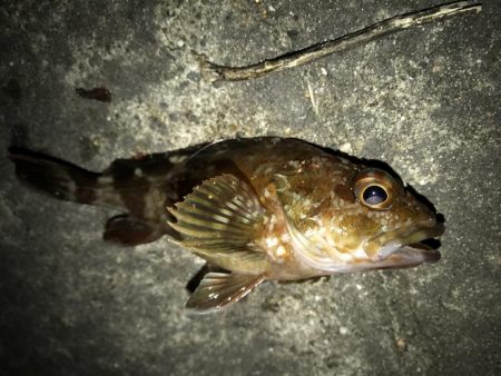 メバルいました