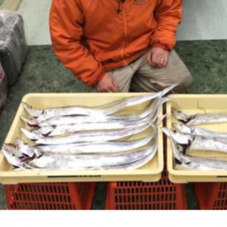 釣り納め。良型連発