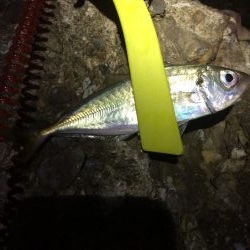 またまたメバリング