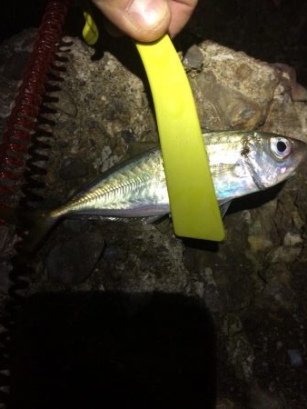 またまたメバリング