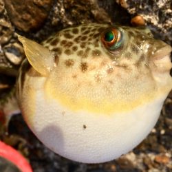 今日もカレイが釣れました
