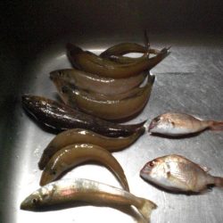 今日は、族でチョイ投げ