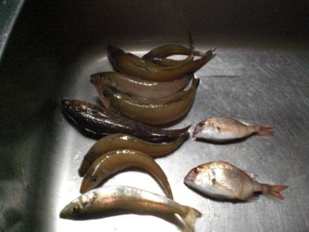 今日は、族でチョイ投げ