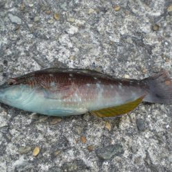 アイナメつれる