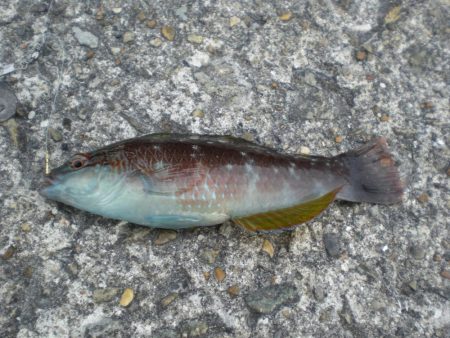 アイナメつれる