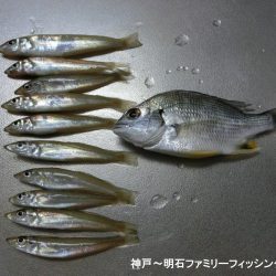 小物釣りで何とか5目