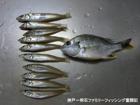 小物釣りで何とか5目