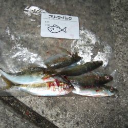 タチウオの活性高し！？