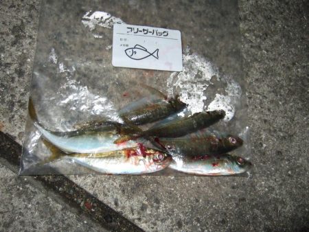 タチウオの活性高し！？