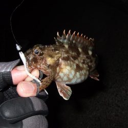 アジングのはずが・・・