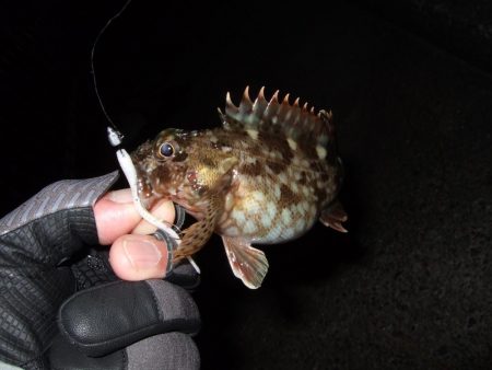 アジングのはずが・・・