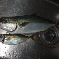 大荒れのアジングでまさかの魚が