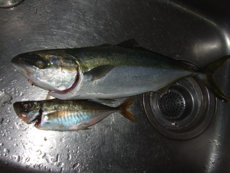 大荒れのアジングでまさかの魚が