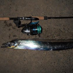 バイブで攻略(淀川シーバス釣行)。