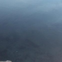 ルアーでシーバス