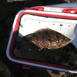 潮岬でグレ釣り