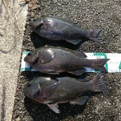 潮岬でグレ釣り