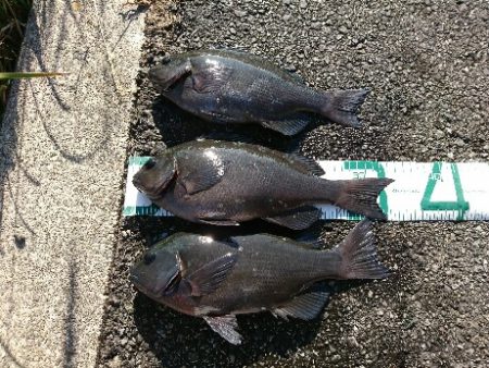 潮岬でグレ釣り