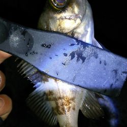 激渋アジング調査