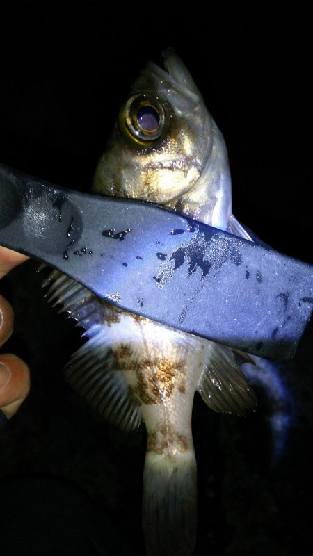 激渋アジング調査