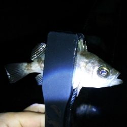 まだまだなんとかアジング